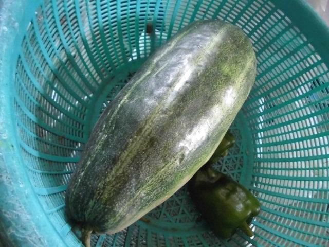 ★。★夏でも大人気「和食膳」・・・美蔵
