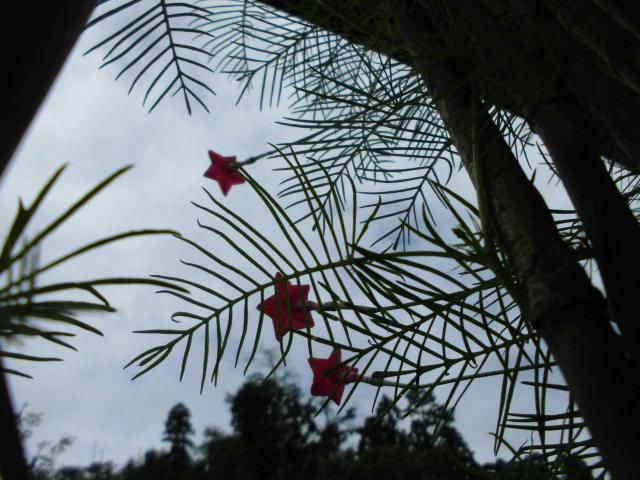 ★。★子供たちが植えてくれた花が咲きました・・・美蔵
