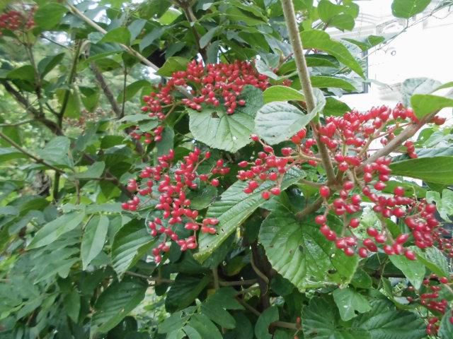 ★。★「私を無視しなで」の花言葉の花・・・美蔵