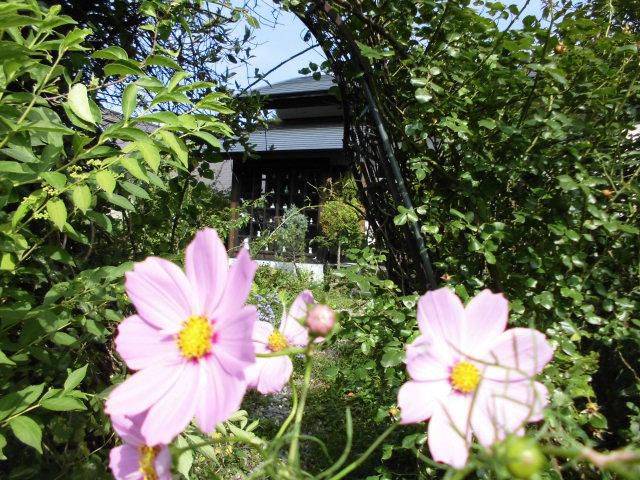 ★。★秋桜が満開です・・・美蔵