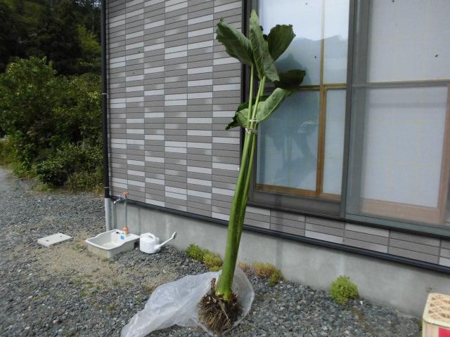 ★。★今年も、でっかい里芋いただきました・・・美蔵