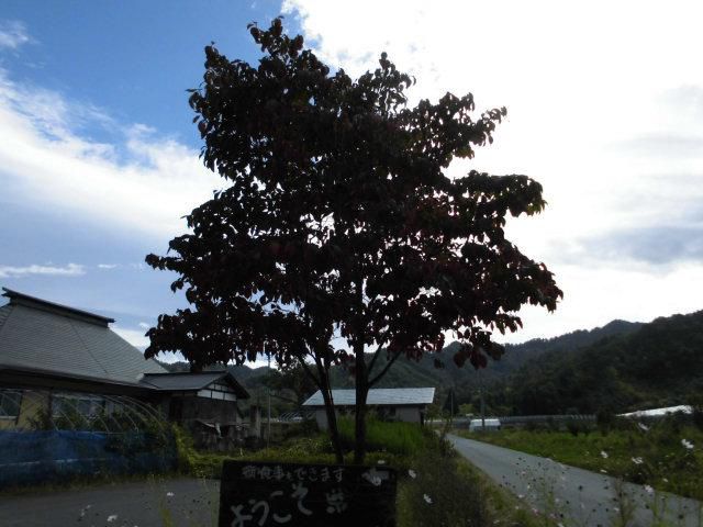 ★。★そろそろ、紅葉がはじまっております・・・美蔵