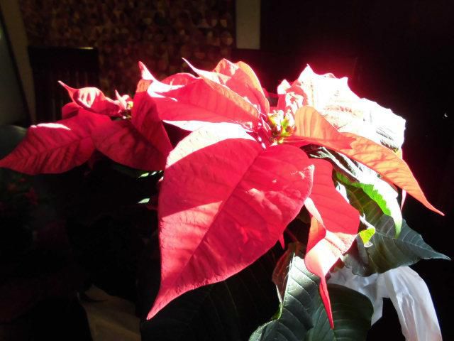 ★。★クリスマスの花・・・美蔵