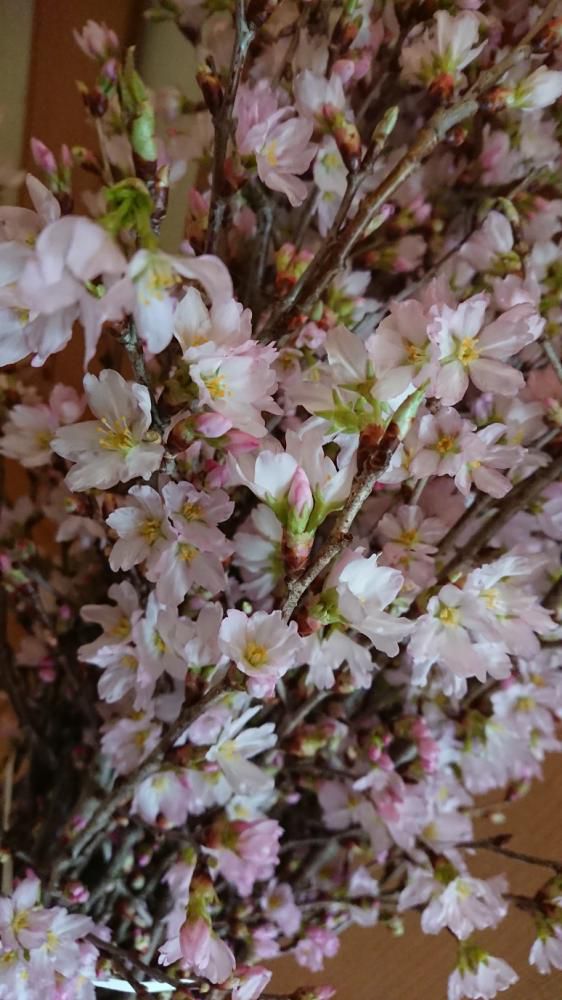★。★【啓翁桜】が満開です・・・美蔵