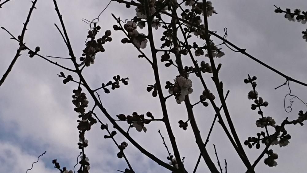 ★。★今日、梅の花が咲きました・・・美蔵