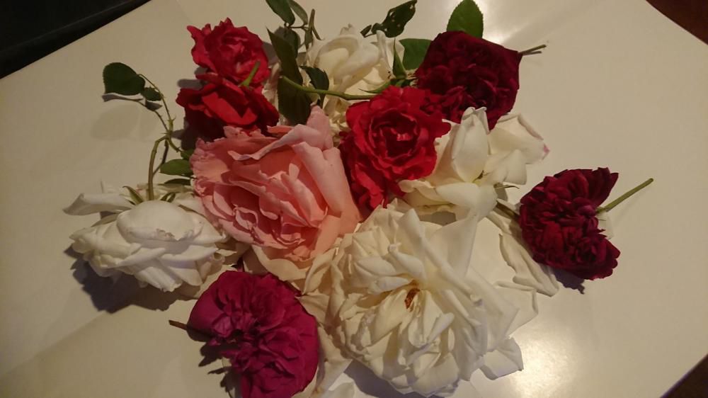 ★。★薔薇が満開ですので・・・美蔵