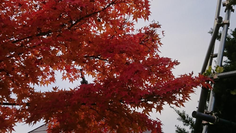★。★只今、もみじの紅葉がきれいです・・・美蔵