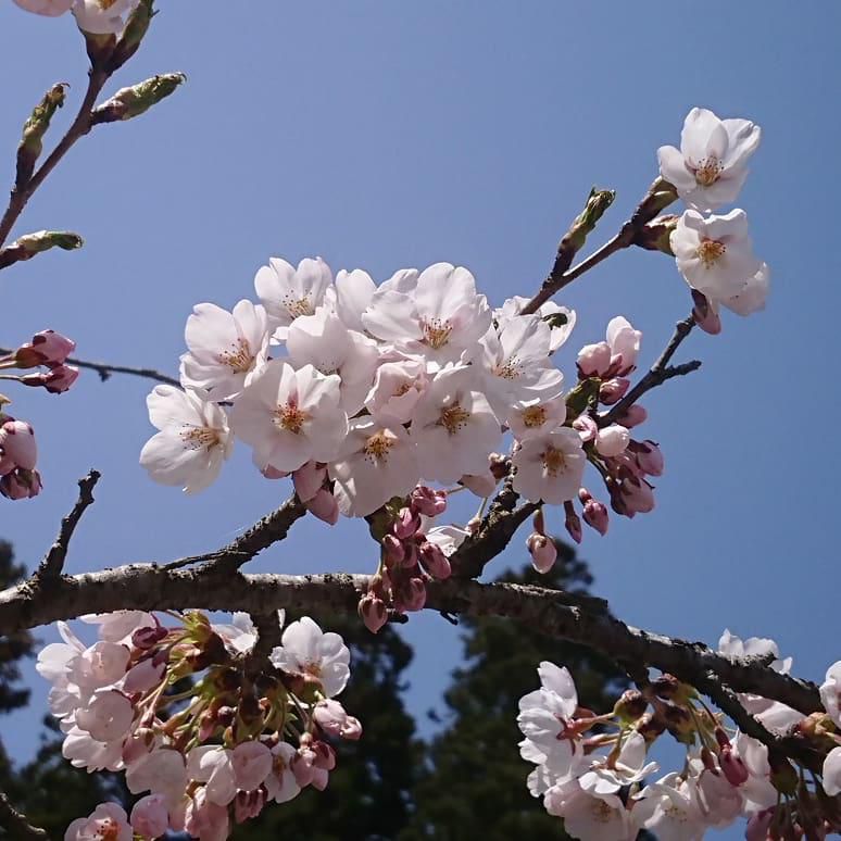 ★。★やっと　【さくら】が咲いてきました・・・美蔵