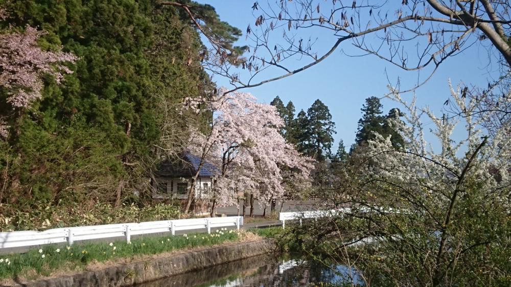★。★真っ青な空に桜・・・美蔵