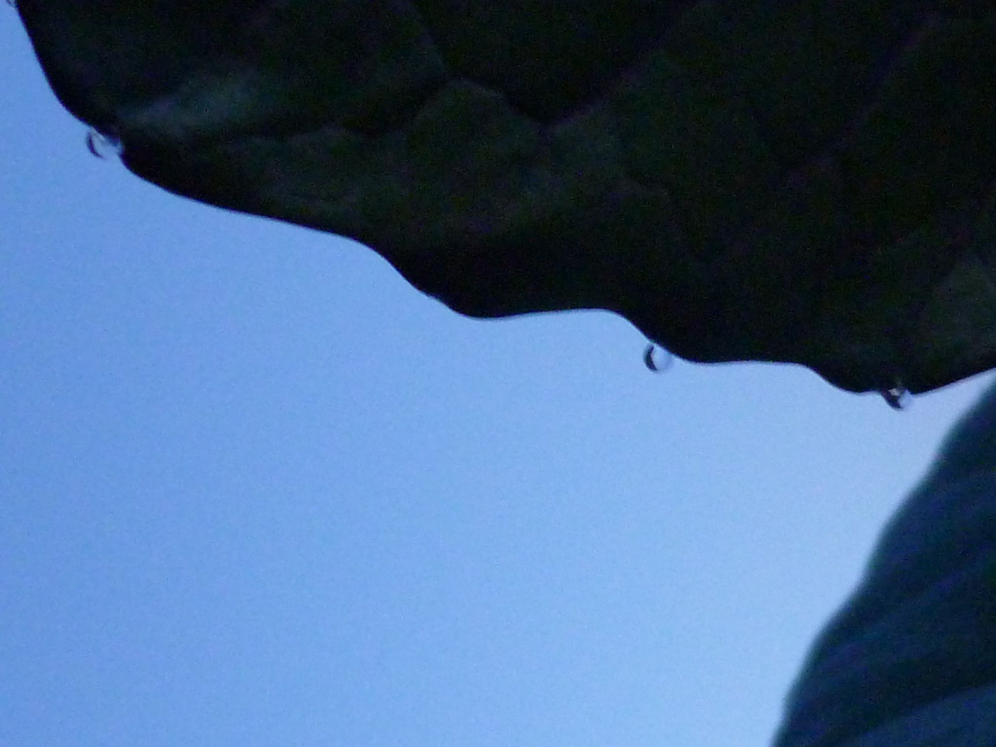 水玉キャベツ