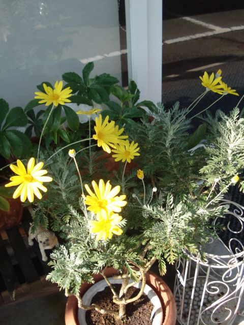 お花
