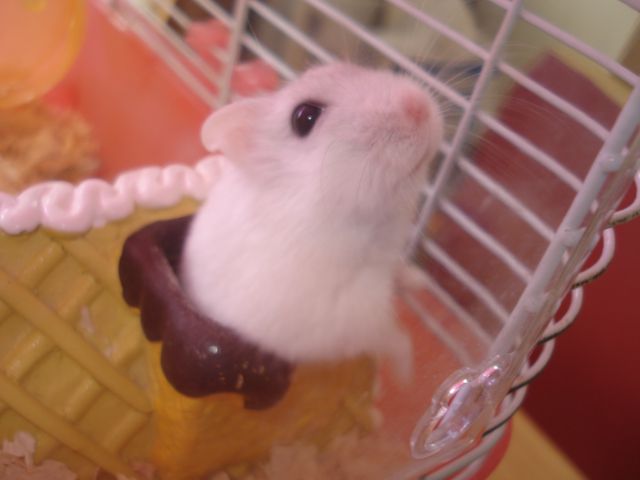 うちのめんご