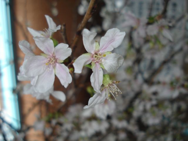 春はもうすぐ♪