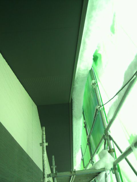 【天然の傘です】