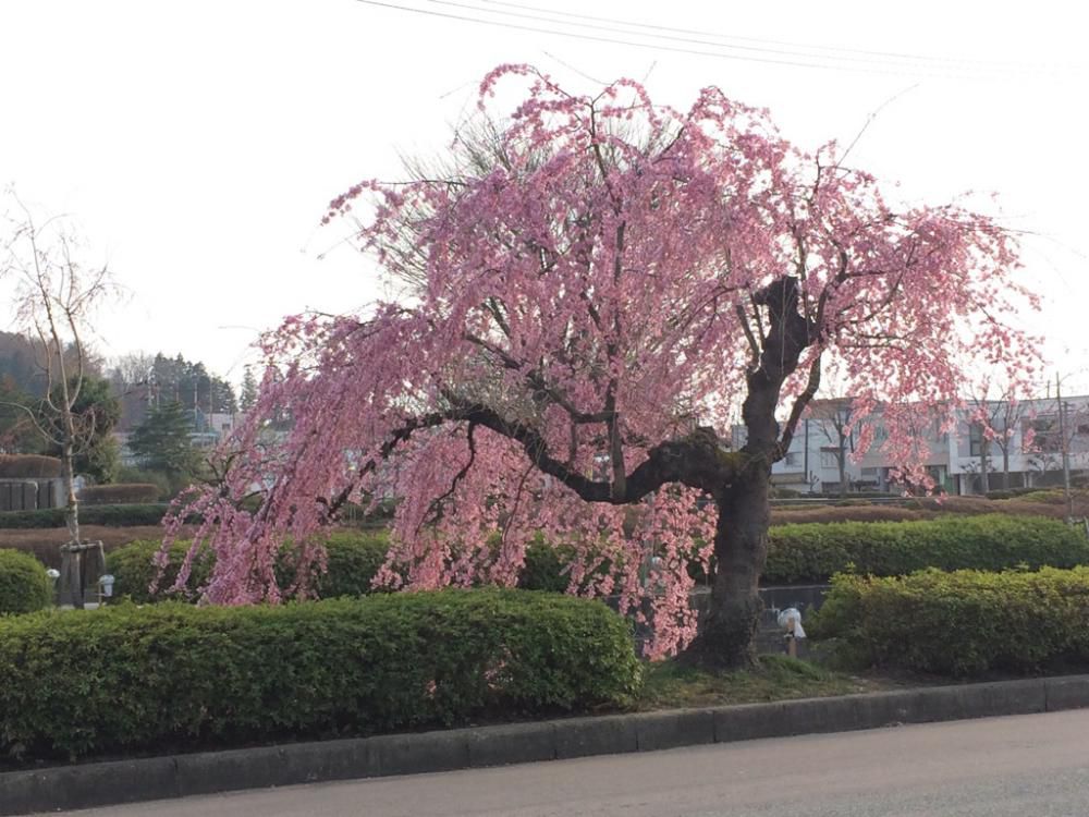 【西公園と倉津川】
