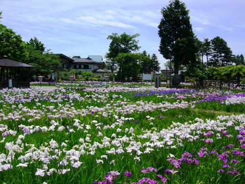 あやめ公園です