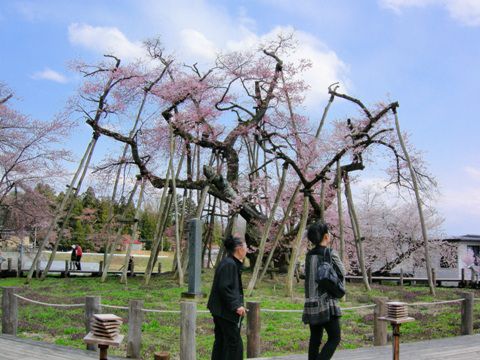 久保桜情報【４月３０日】