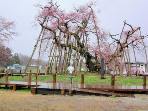 久保桜情報【４月２９日】