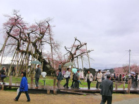 久保桜情報【４月２８日】