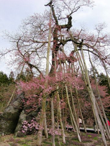 久保桜情報【4月27日】