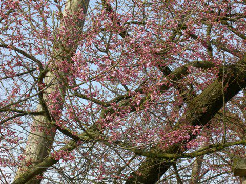 久保桜情報【4月26日】
