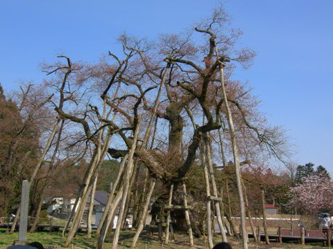 久保桜情報【４月２５日】