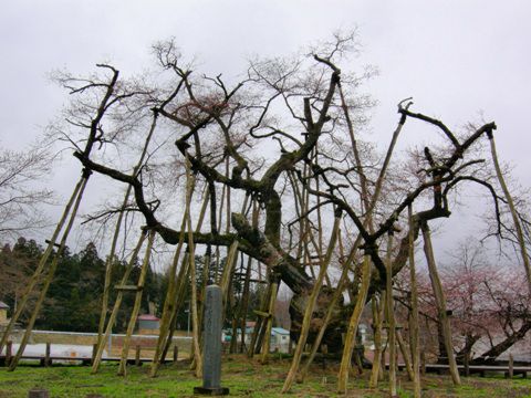 久保桜情報【４月２３日】