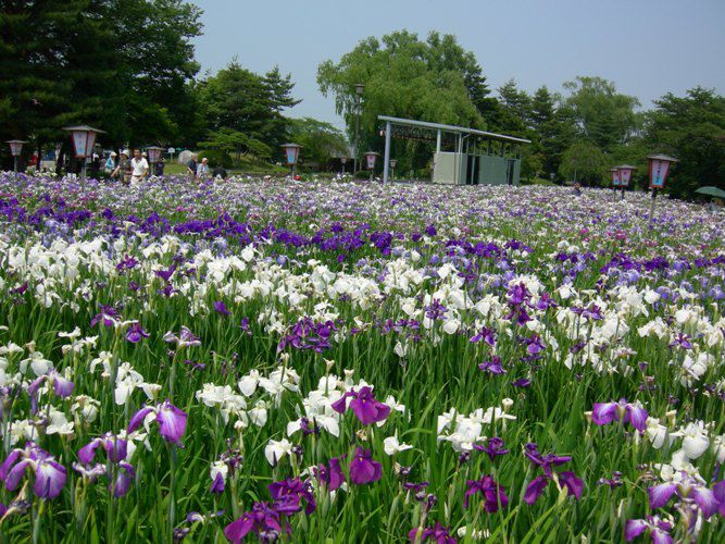 花、鼻、華、はな…
