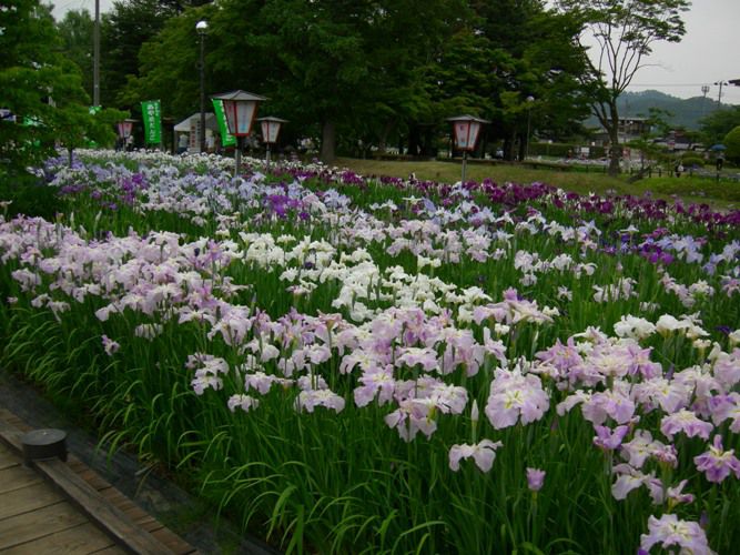 あやめの開花状況