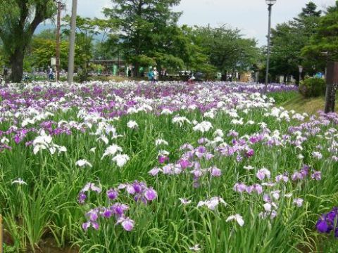長井のあやめ祭り
