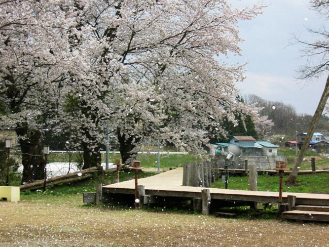 さくら回廊【久保桜】４/２２