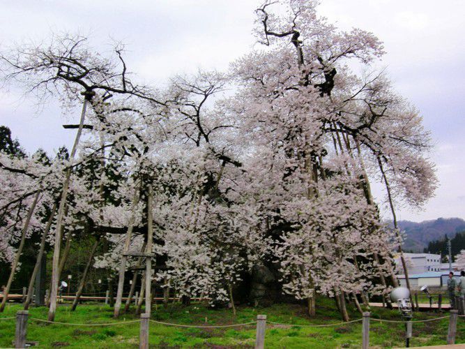 さくら回廊【久保桜】４/２１