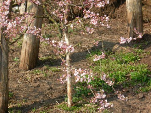 さくら回廊【久保桜】