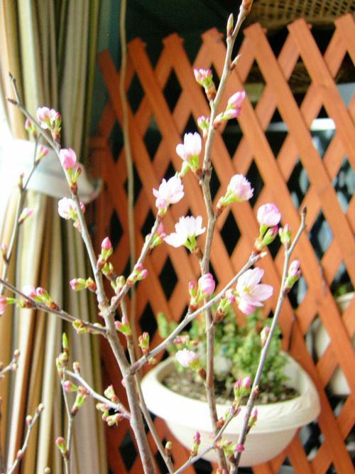 啓翁桜♪