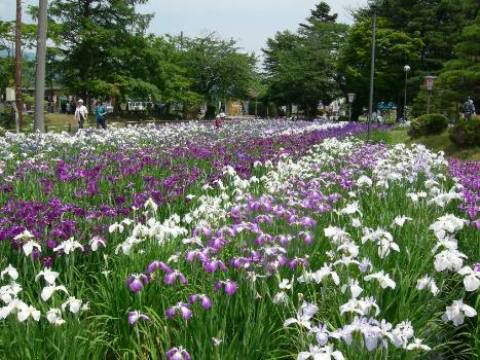 「長井古種」紹介シリーズ６