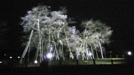 サクラ情報　４月２９日