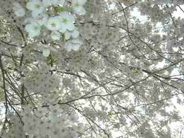 サクラ情報　４月２８日
