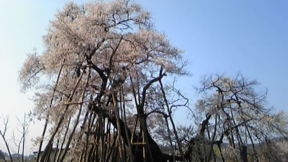 サクラ情報　４月２６日