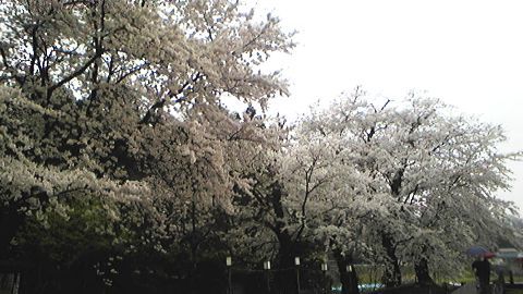 サクラ情報　４月２４日