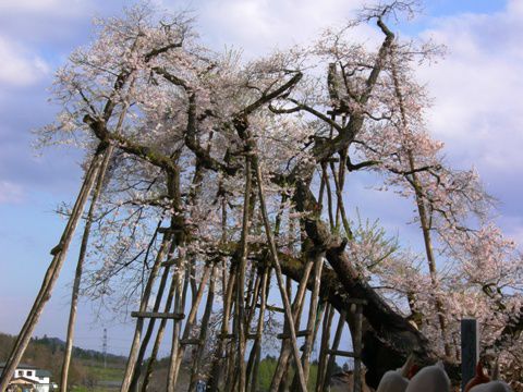 久保桜情報　【今季最終版】