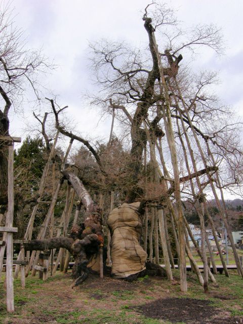 久保桜情報　4・22