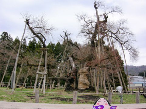 久保桜情報　4・23