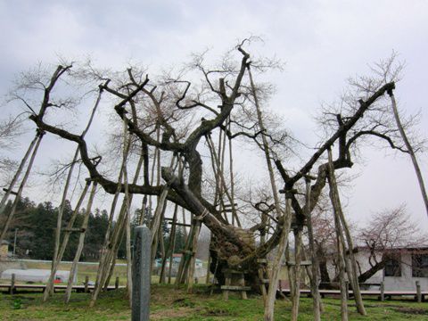 久保桜情報　4・24