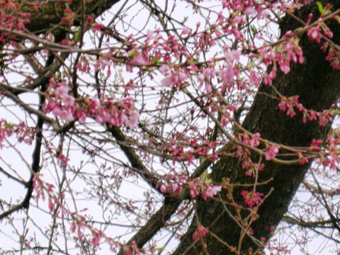 久保桜情報　4・26