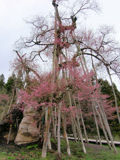 久保桜情報　4・27