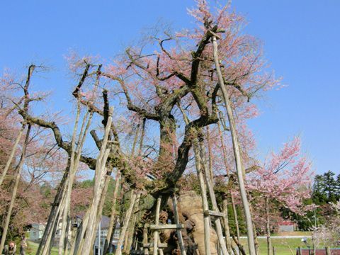 久保桜情報　4・28