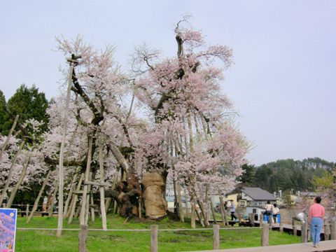 久保桜情報　4・30