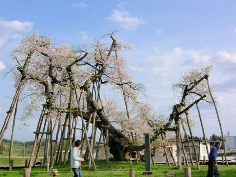 久保桜情報　5・1