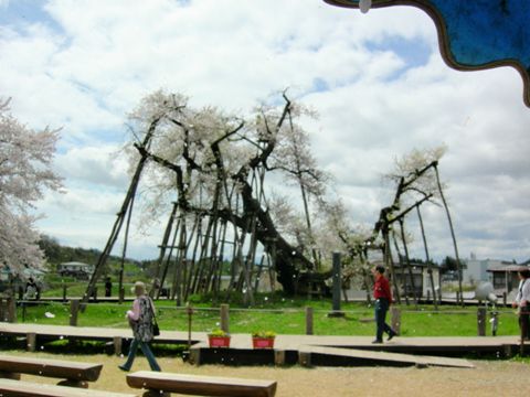 久保桜情報　5・2