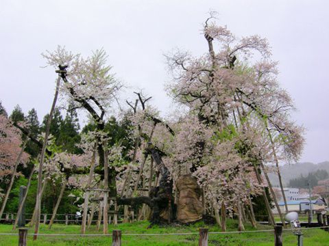久保桜情報　5・3